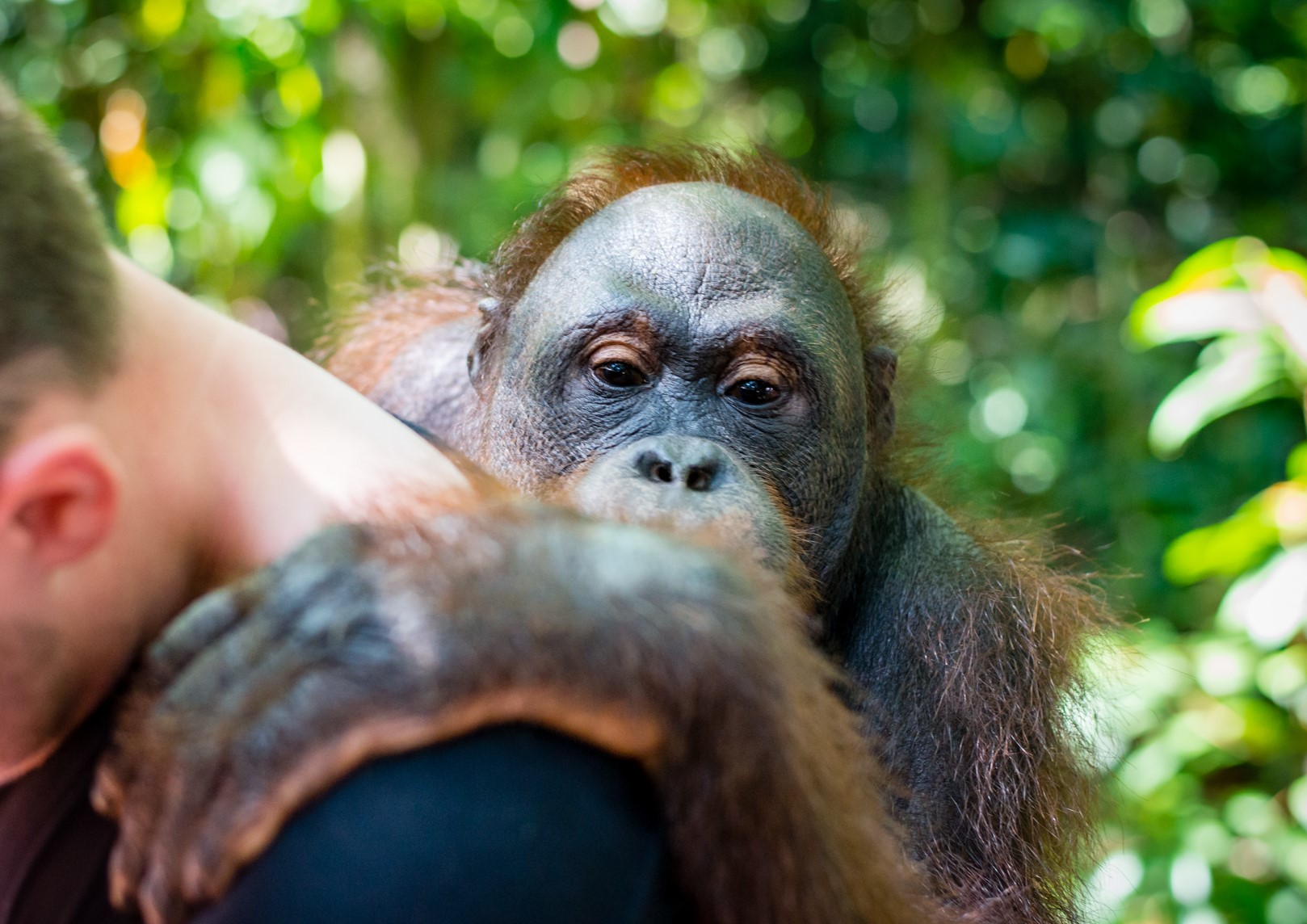 Bridgewater Borneo expedition 2020